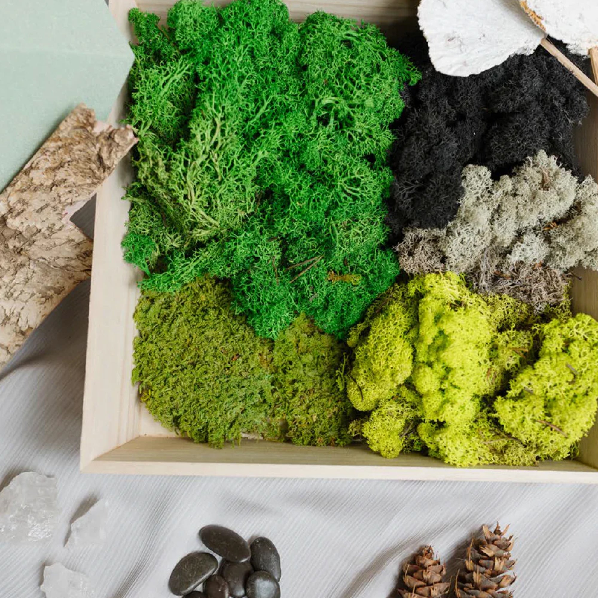Moss Wall Kit – The Botaness