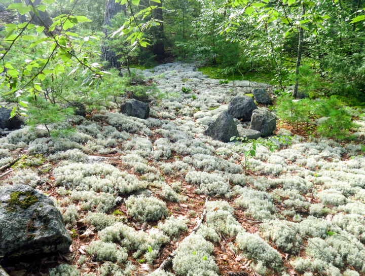 The Journey of Our Moss: Sustainably Sourced, Preserved to Perfection