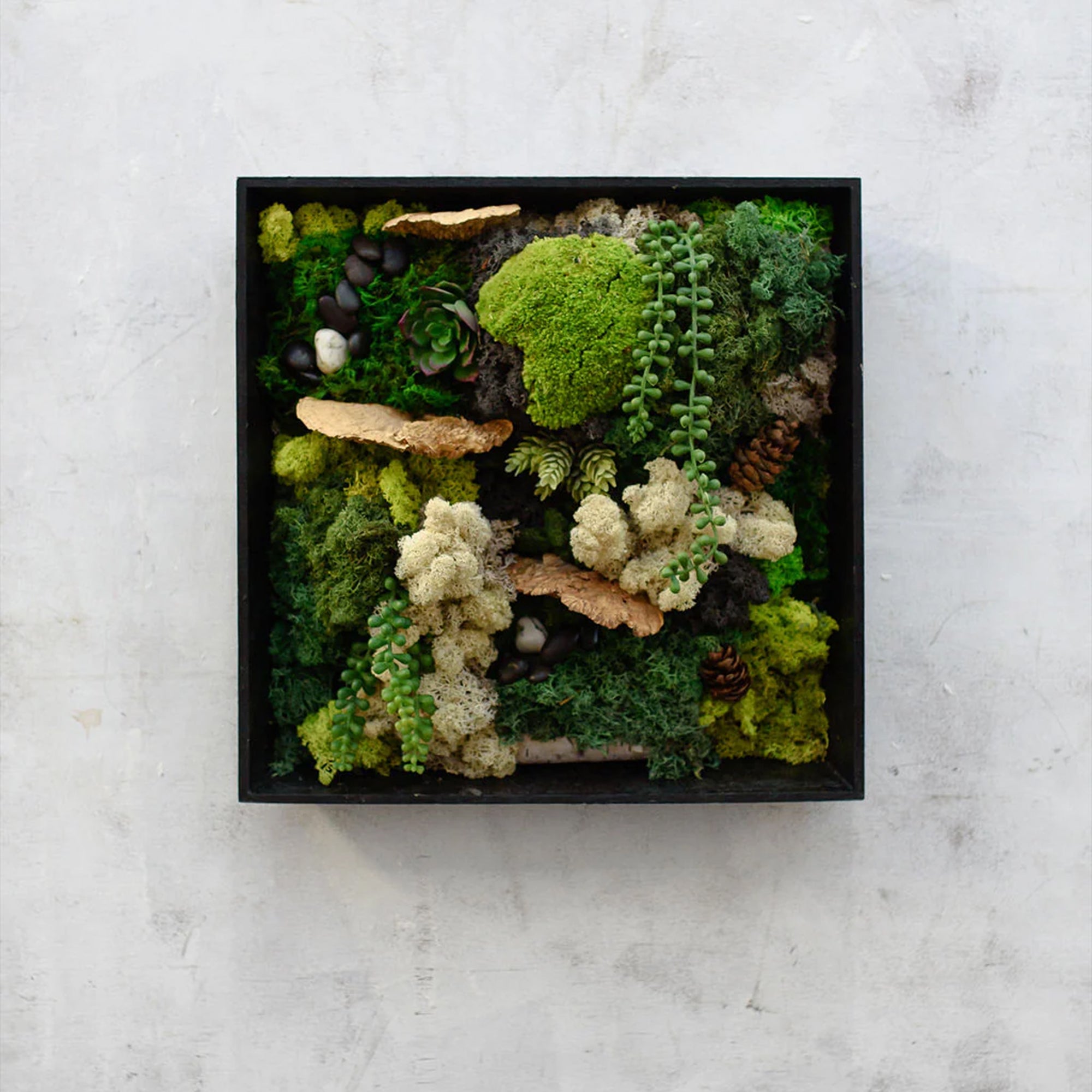 Custom Framed Moss Wall - Square